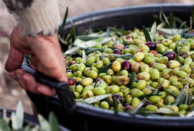 Comment Preparer Les Olives Fraichement Cueillies